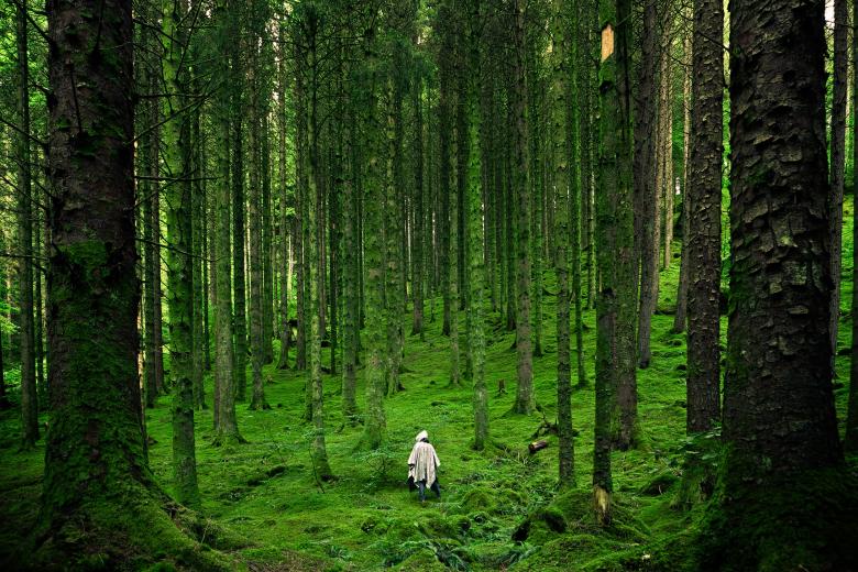 Free stock image of Walk into the Woods created by Unsplash