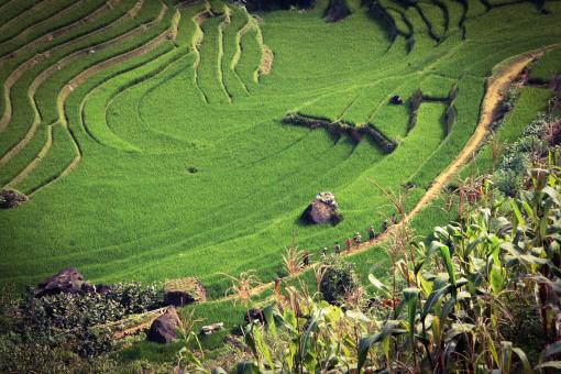 Free Stock Photo of Field Design