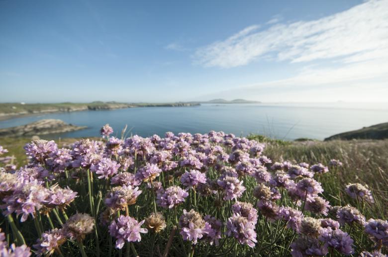 Free stock image of Wild Flowers created by Unsplash