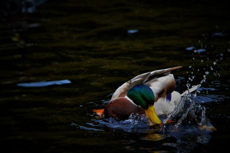 Free stock image of Duck created by Unsplash