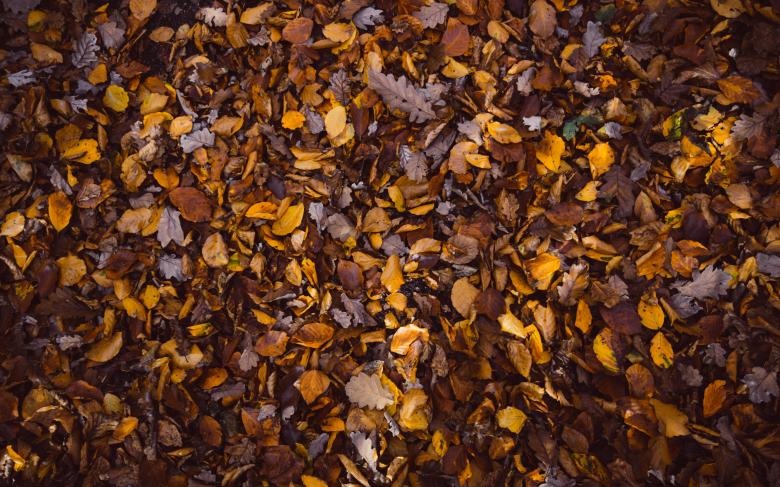 Free stock image of Fallen Leaves created by Unsplash
