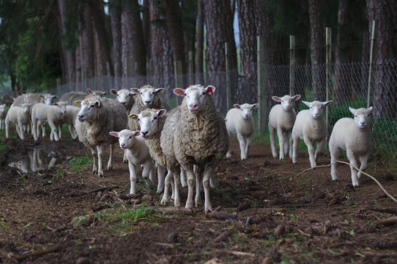 Free stock image of Herd of Sheep created by Unsplash