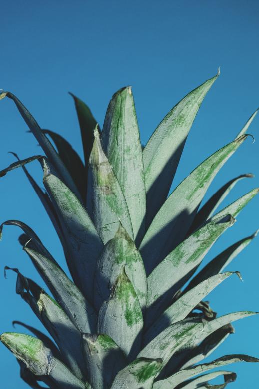 Free stock image of Aloe Vera created by Unsplash