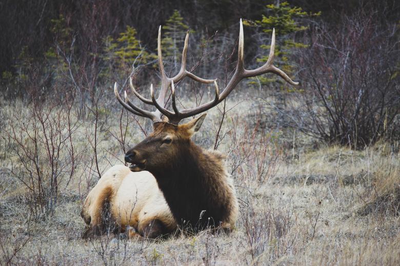 Free stock image of Deer created by Unsplash