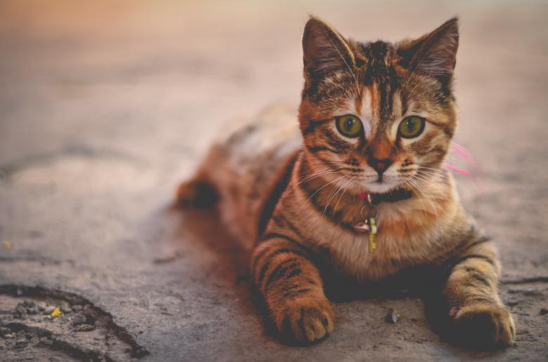 Free stock image of Pose Kitty created by Unsplash