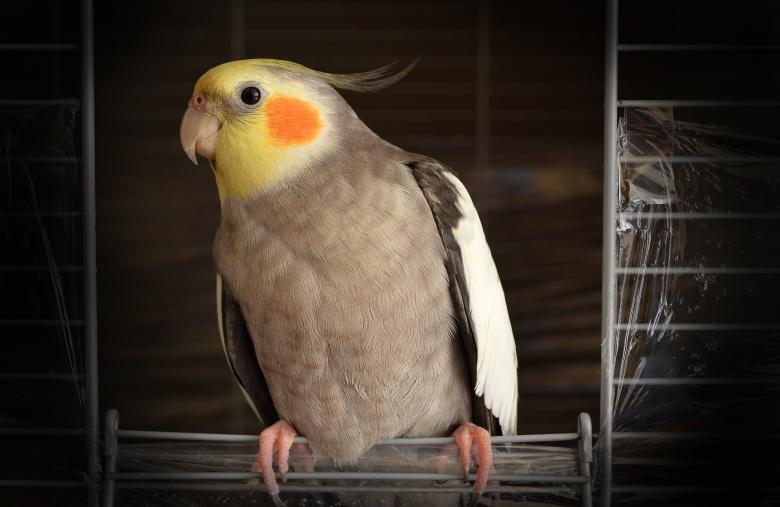 Free stock image of Pet Parrot created by Unsplash