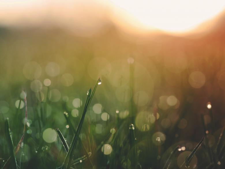 Free stock image of Green created by Unsplash
