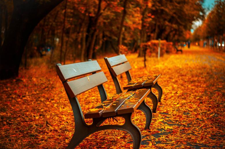 Free stock image of Fallen Leaves created by Unsplash