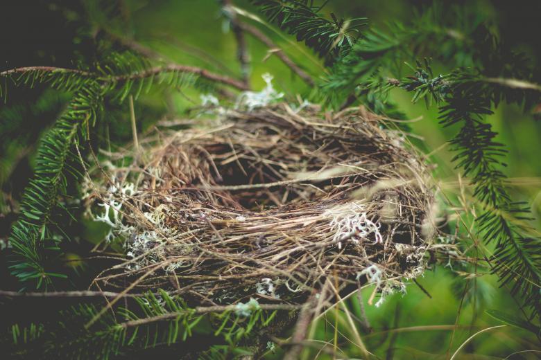 Free stock image of Nest created by Unsplash