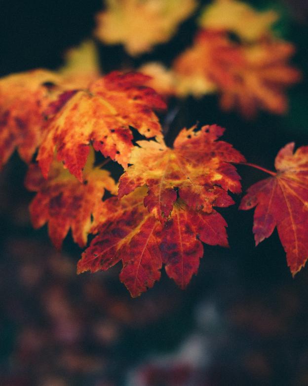 Free stock image of Dry Leaves created by Unsplash