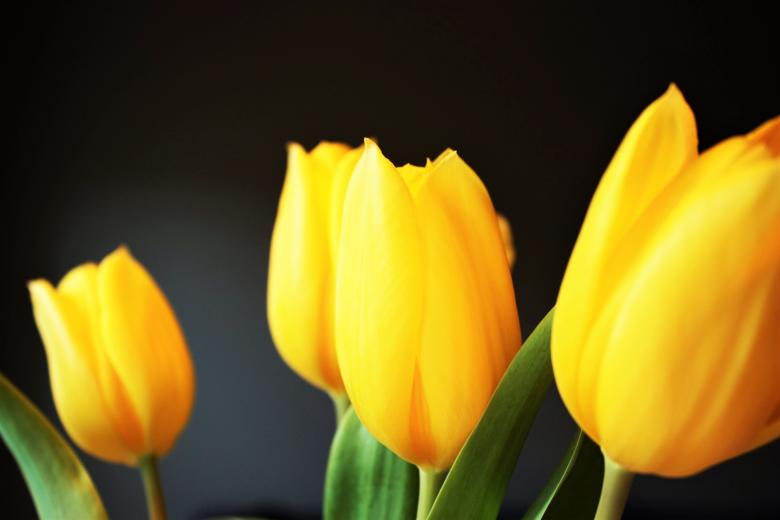 Free stock image of Yellow Tulips created by Unsplash