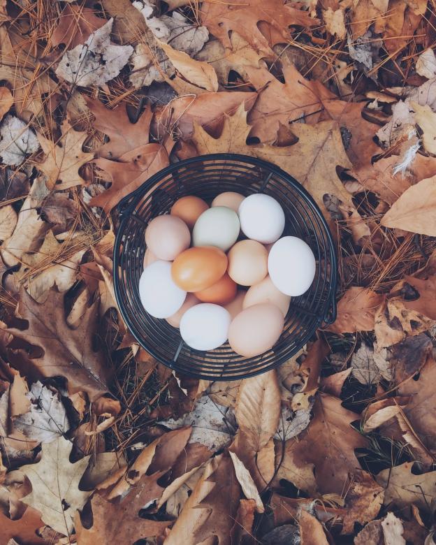 Free stock image of Chicken Eggs created by Unsplash