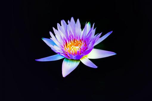 Free Stock Photo of Colorful