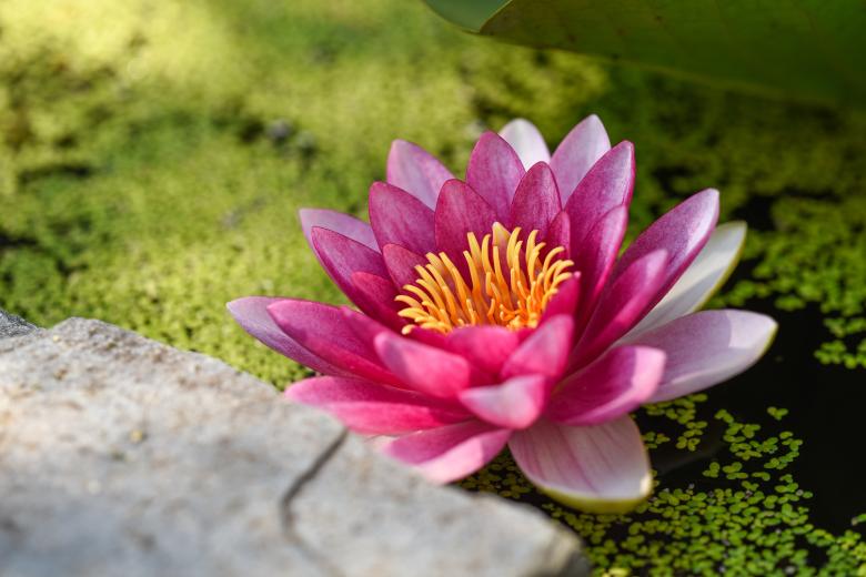 Free stock image of Flower in the Water created by Unsplash