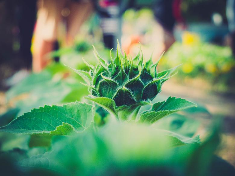 Free stock image of Little Thorns created by Unsplash