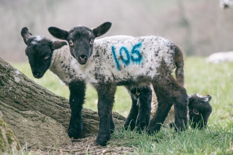 Free stock image of Sheep created by Unsplash