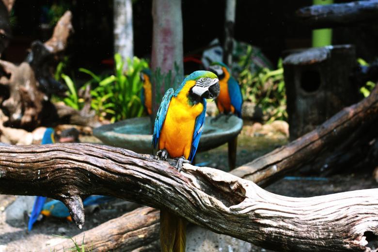 Free stock image of Zoo created by Unsplash