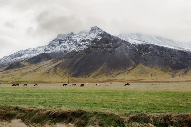 Free stock image of Wild Horses created by Unsplash