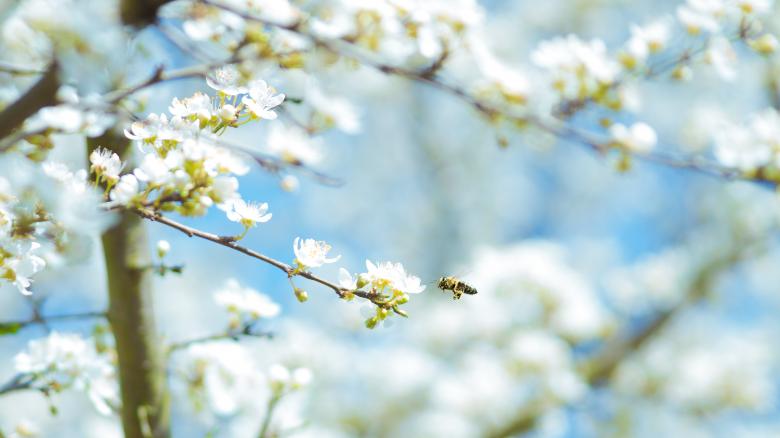 Free stock image of Pollen created by Unsplash