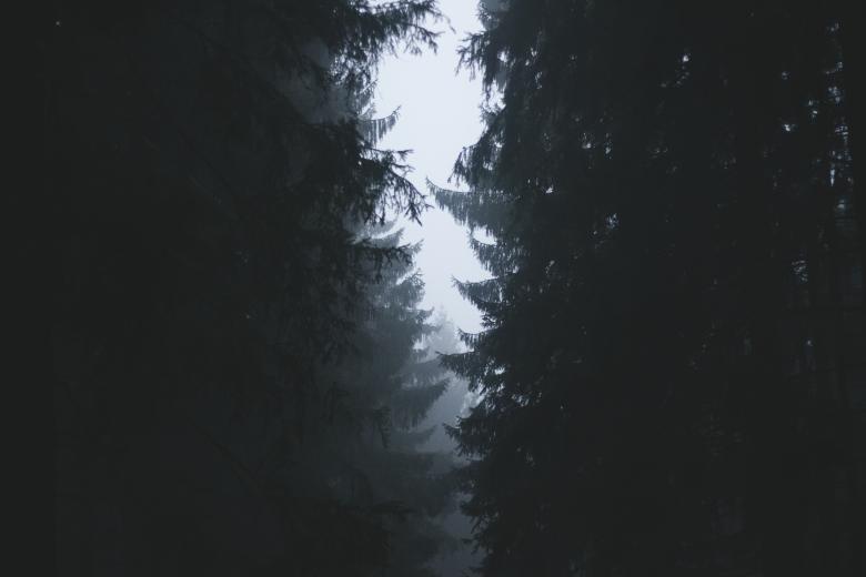 Free stock image of Forest created by StockSnap
