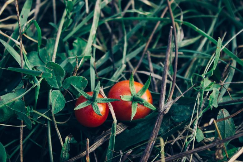 Free stock image of Tomatoes created by StockSnap