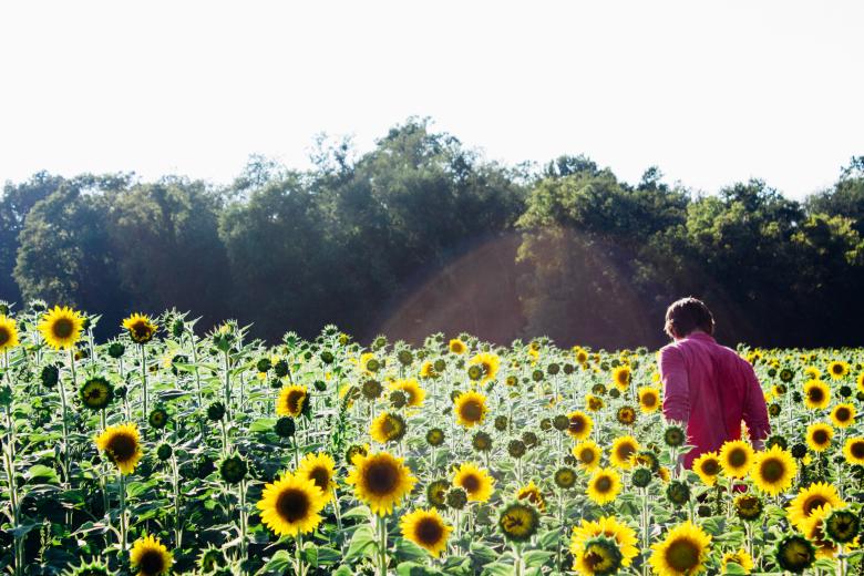 Free stock image of Sun Flowers created by StockSnap