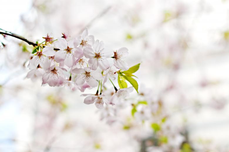 Free stock image of Flowers created by StockSnap