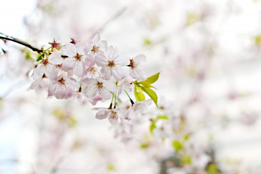 Free Stock Photo of Flowers