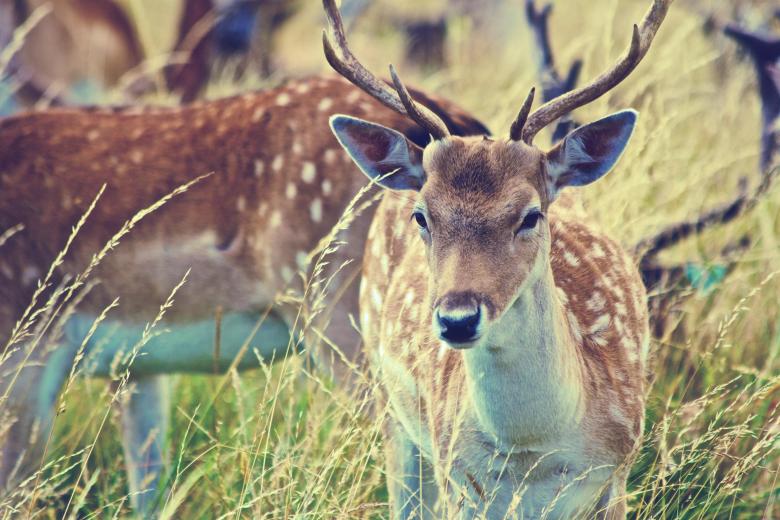 Free stock image of Deer created by StockSnap
