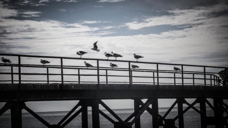 Free stock image of Birds created by StockSnap