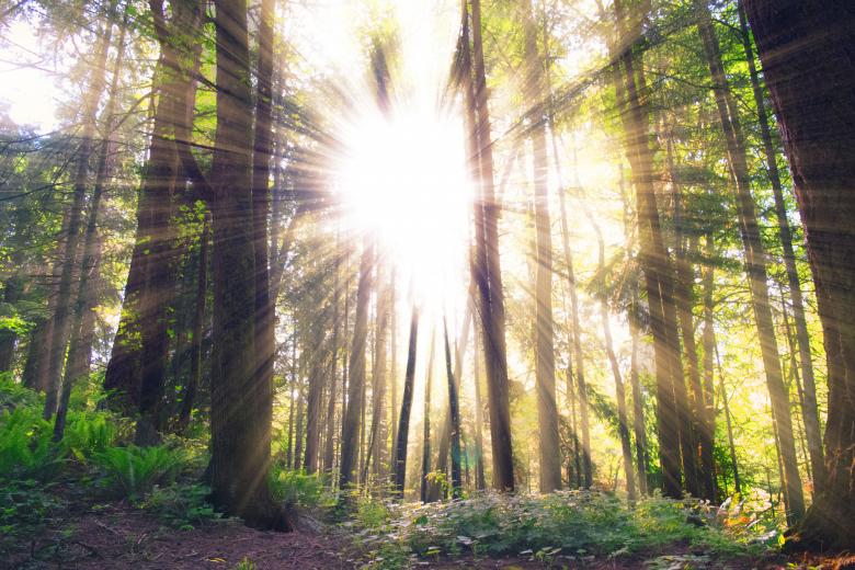 Free stock image of Forest created by StockSnap