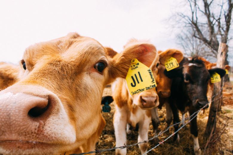 Free stock image of Cows created by StockSnap