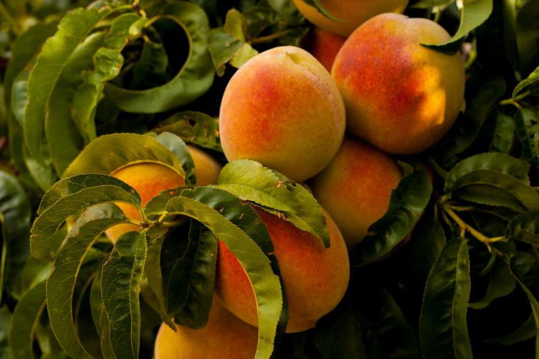 Free stock image of Apricot created by StockSnap