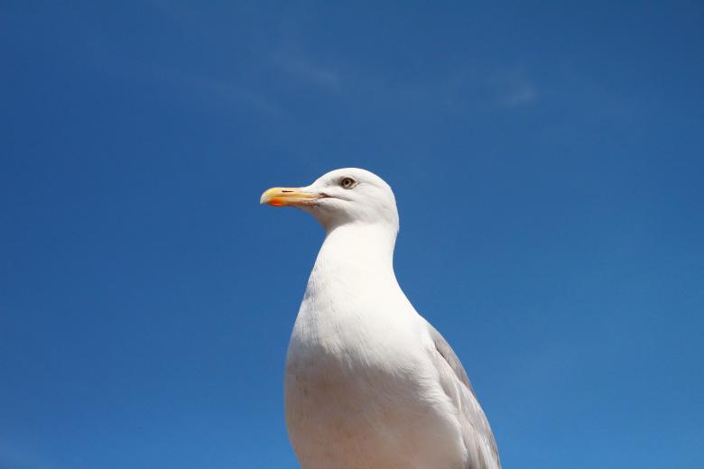 Free stock image of White Bird created by StockSnap