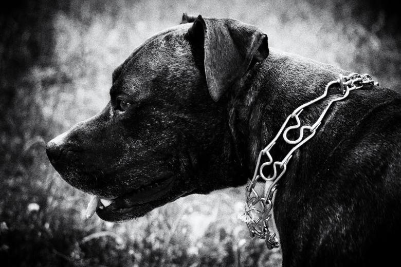 Free stock image of Black Dog created by StockSnap