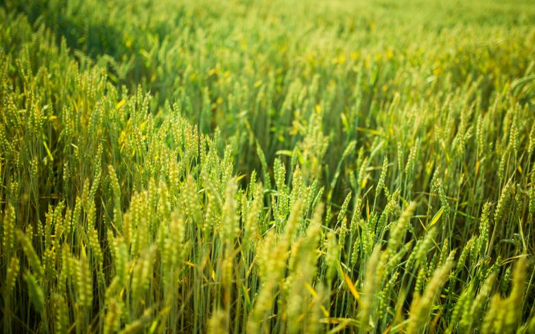 Free stock image of Crops created by StockSnap