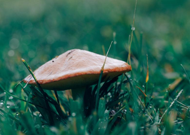 Free stock image of Mushroom created by StockSnap