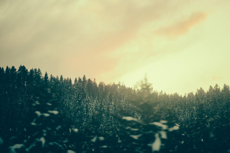 Free stock image of Forest created by StockSnap