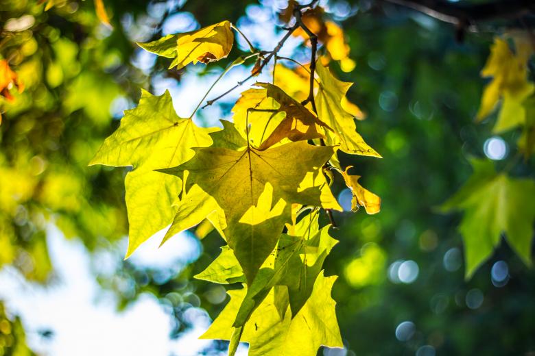 Free stock image of Nature  created by StockSnap