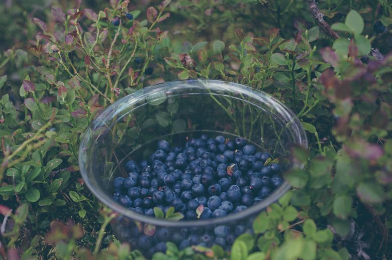 Free stock image of Fruits created by StockSnap