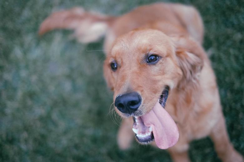 Free stock image of Dog created by StockSnap