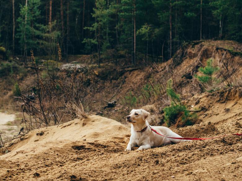 Free stock image of Dog In The Forest created by StockSnap