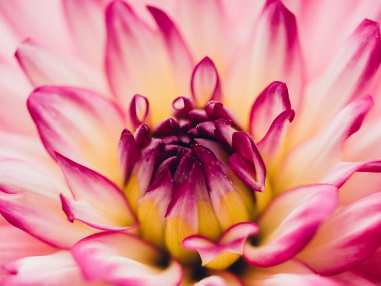 Free stock image of Flower created by StockSnap