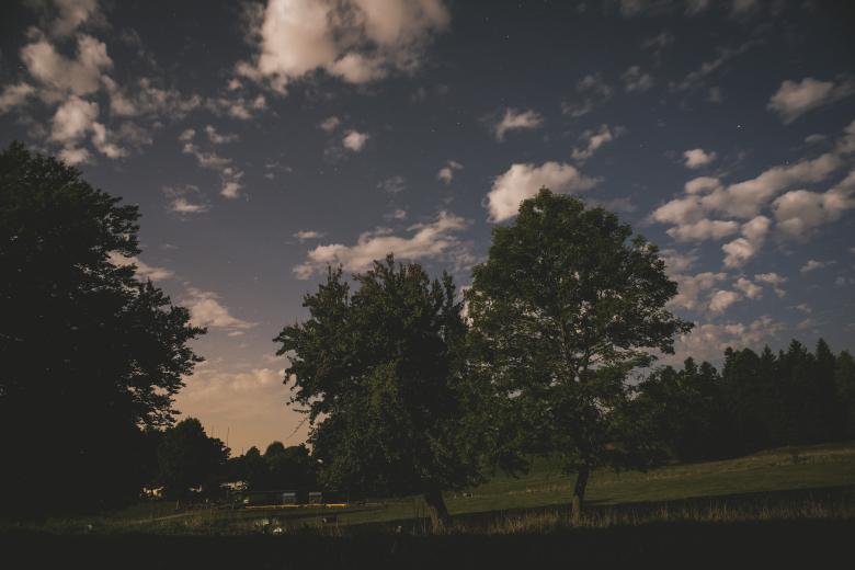 Free stock image of Trees at Night created by StockSnap