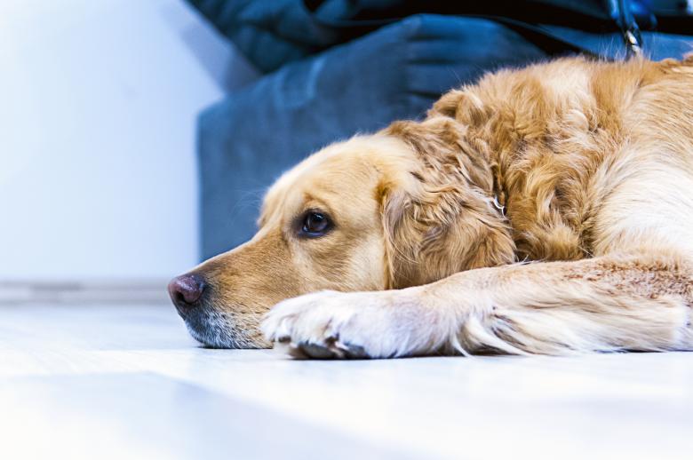 Free stock image of Lying Dog created by StockSnap