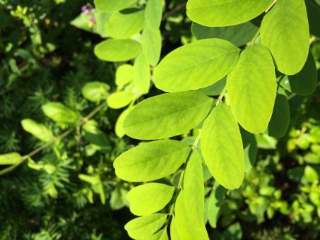 Free Stock Photo of Green Leaves