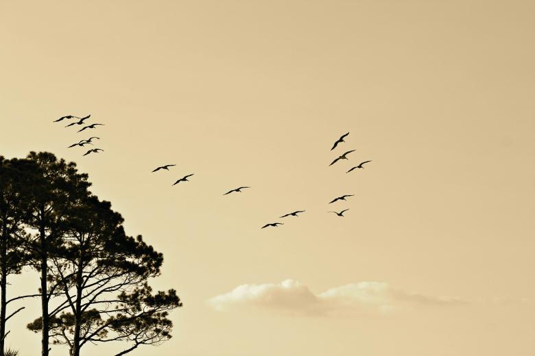 Free stock image of Flying Birds created by StockSnap