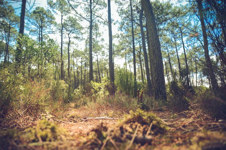 Free stock image of Forest created by StockSnap