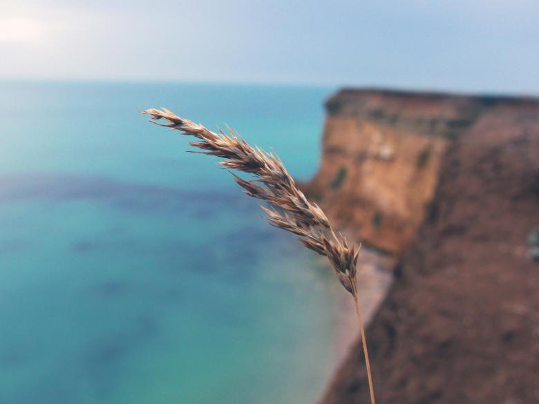 Free stock image of Crop created by StockSnap