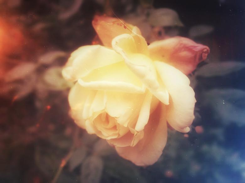 Free stock image of Flower created by StockSnap